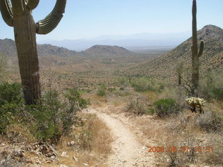 Windgate hike - saguaro skeleton with arthritis