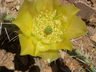 Windgate hike - yellow flower