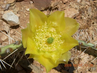 Windgate hike - yellow flower