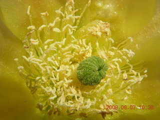 Windgate hike - yellow flower very close up