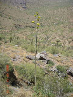 Windgate hike - century plant