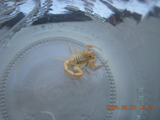 scorpion in a bottle