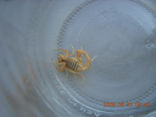 scorpion in a bottle