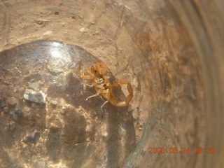 scorpion