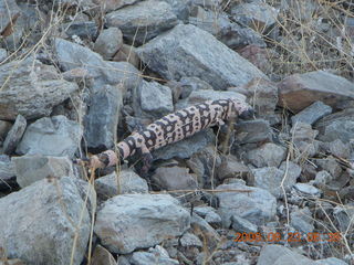 Lost Dog Wash run - giant gila-monster lizard