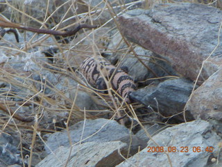 Lost Dog Wash run - giant gila-monster lizard