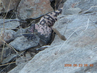 Lost Dog Wash run - giant gila-monster lizard