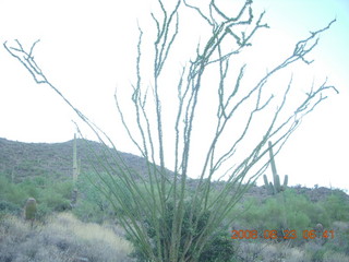 Lost Dog Wash run - giant gila-monster lizard