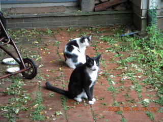 my cats Brandon and Jack