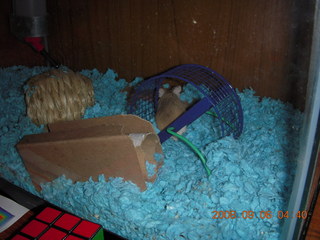 Merrell's hamster