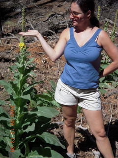 Marcelle hiking at Pine Valley, Utah