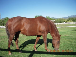 horse - run from Kathe's and Reggie's place in Central, Utah