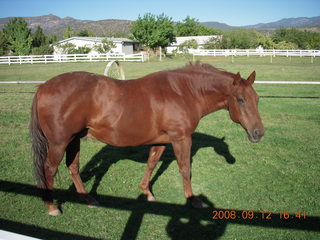 horse - run from Kathe's and Reggie's place in Central, Utah