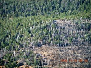 aerial - Bryce Canyon trees