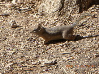 Bryce Canyon chipmunk