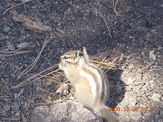 Bryce Canyon chipmunk