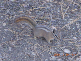 Bryce Canyon chipmunk