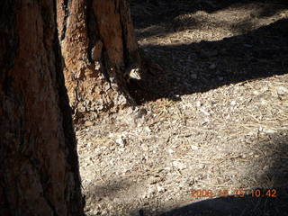 Bryce Canyon chipmunk
