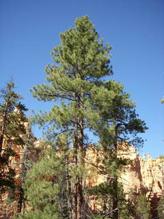 Bryce Canyon - Peek-A-Boo loop