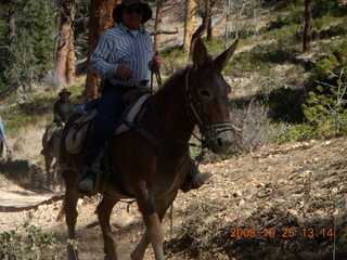 Bryce Canyon - horse and rider - Peek-A-Boo loop