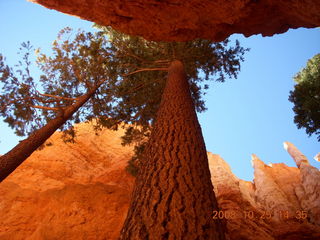 Bryce Canyon - Navajo loop trail