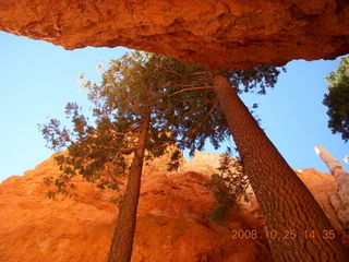 Bryce Canyon - tall trees - Navajo loop trail