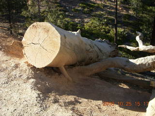 Bryce Canyon - cut tree section - Queens Garden trail