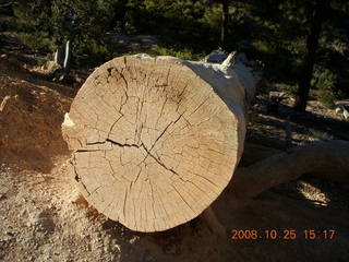 Bryce Canyon - cut tree section - Queens Garden trail