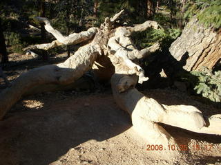 Bryce Canyon - Queens Garden trail