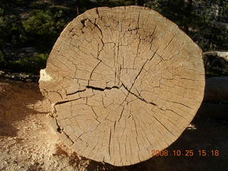 Bryce Canyon - cut tree section - Queens Garden trail