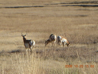 Bryce Canyon - pronghorn antelope, mule deer