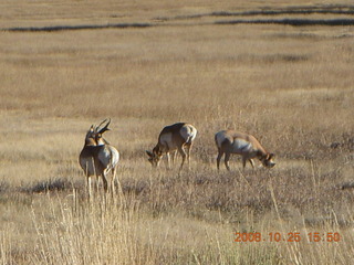Bryce Canyon - pronghorn antelope, mule deer