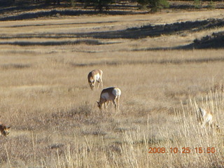 Bryce Canyon - pronghorn antelope, mule deer