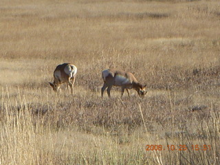 Bryce Canyon - pronghorn antelope, mule deer