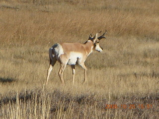 Bryce Canyon - pronghorn antelope, mule deer