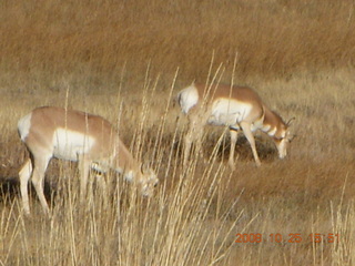 Bryce Canyon - pronghorn antelope, mule deer