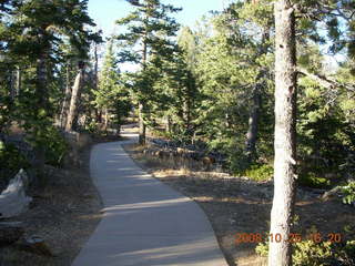 Bryce Canyon - tree trail at south end