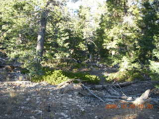 Bryce Canyon - trees at south end