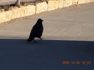 Bryce Canyon - raven