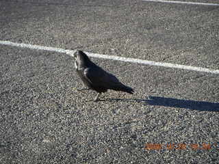 Bryce Canyon - raven