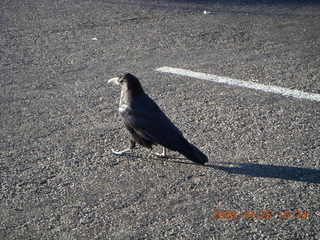 Bryce Canyon - raven