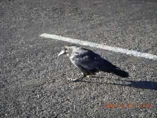Bryce Canyon - raven