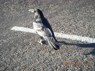 Bryce Canyon - raven