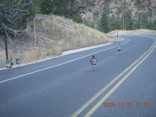 Bryce Canyon - wild turkeys