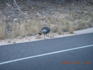 Bryce Canyon - wild turkey