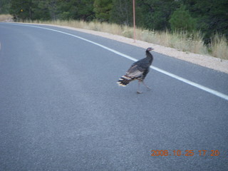 Bryce Canyon - wild turkey