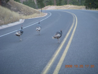 Bryce Canyon - wild turkeys