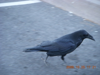 Bryce Canyon - raven