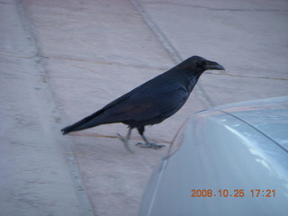 Bryce Canyon - raven