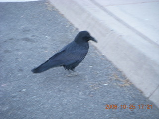 Bryce Canyon - raven